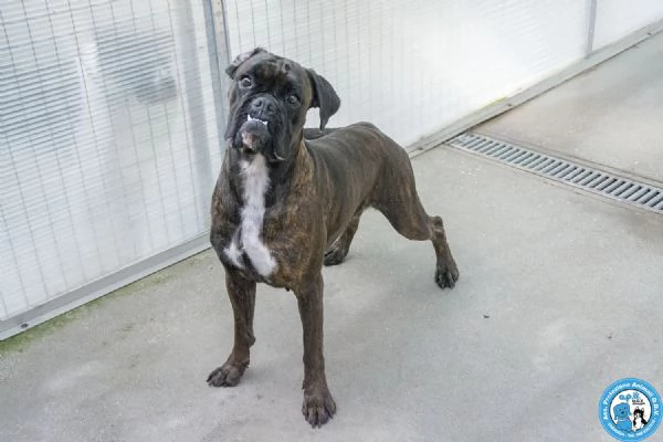 MAYA, boxer comprata per fare scena, ora cerca solo amore vero.. | Foto 0