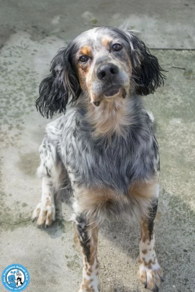 GASPER: setter usato, abbandonato e dimenticato…. | Foto 3