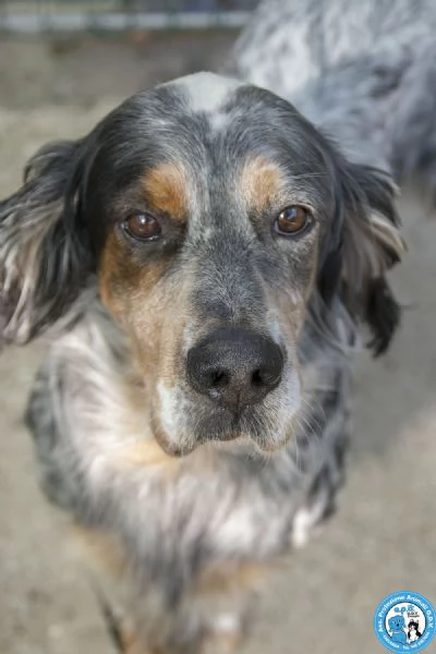 GASPER: setter usato, abbandonato e dimenticato….