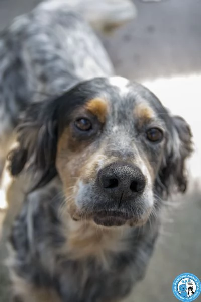 GASPER: setter usato, abbandonato e dimenticato…. | Foto 2