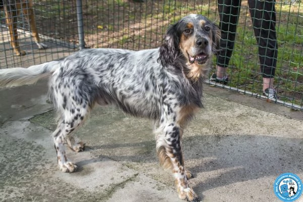 GASPER: setter usato, abbandonato e dimenticato…. | Foto 1