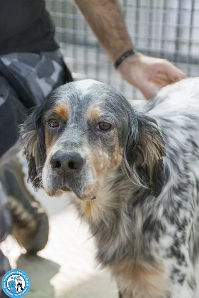 GASPER: setter usato, abbandonato e dimenticato…. | Foto 0