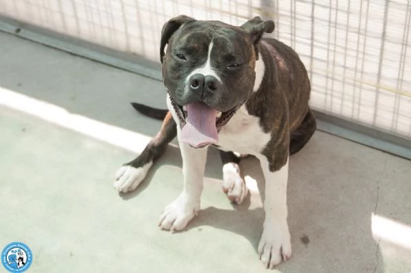 CLONY, mix amstaff giovane e pieno di vita… | Foto 6