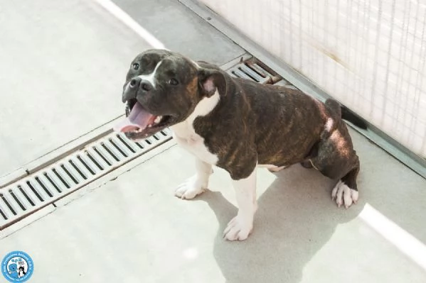 CLONY, mix amstaff giovane e pieno di vita… | Foto 5