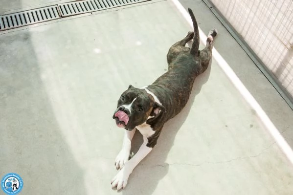 CLONY, mix amstaff giovane e pieno di vita… | Foto 4