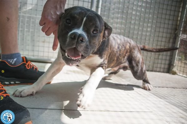 CLONY, mix amstaff giovane e pieno di vita… | Foto 3