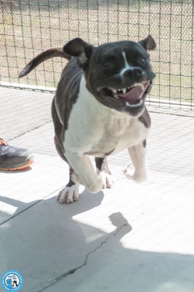 CLONY, mix amstaff giovane e pieno di vita… | Foto 2