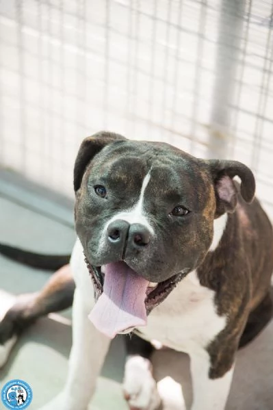 CLONY, mix amstaff giovane e pieno di vita… | Foto 1