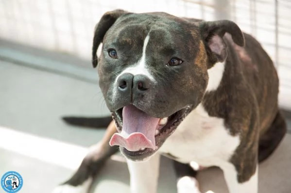 CLONY, mix amstaff giovane e pieno di vita…