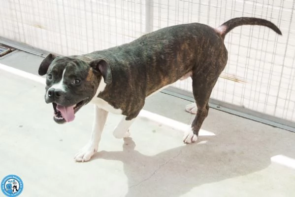 CLONY, mix amstaff giovane e pieno di vita… | Foto 0