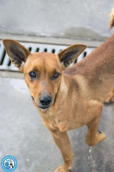 Dea, 5 kg di coraggio e simpatia | Foto 3