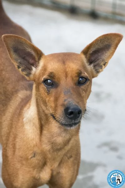 Dea, 5 kg di coraggio e simpatia | Foto 2