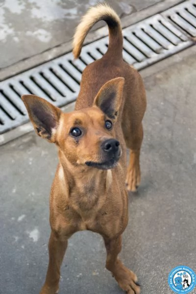 Dea, 5 kg di coraggio e simpatia | Foto 1