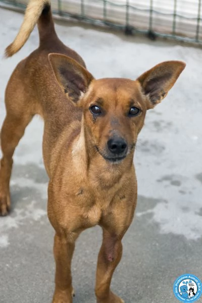 Dea, 5 kg di coraggio e simpatia