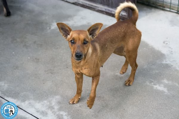 Dea, 5 kg di coraggio e simpatia | Foto 0