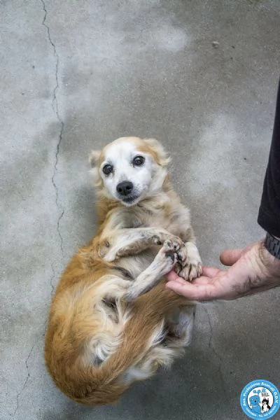 Tessy e Tom: cuore a quattro zampe (anzi, otto) | Foto 6