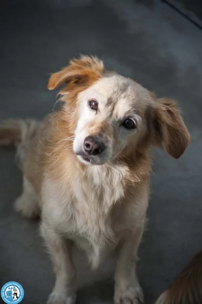 Tessy e Tom: cuore a quattro zampe (anzi, otto) | Foto 5