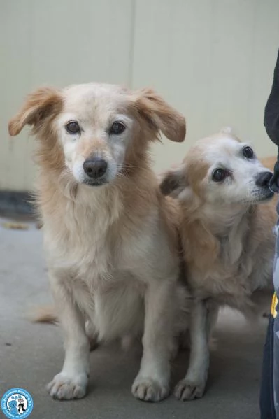 Tessy e Tom: cuore a quattro zampe (anzi, otto) | Foto 4