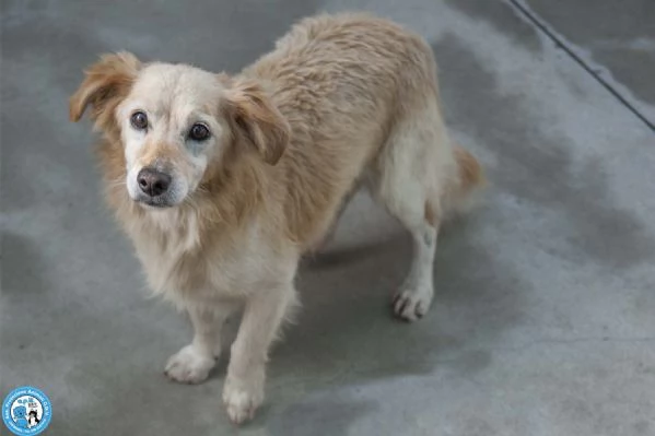 Tessy e Tom: cuore a quattro zampe (anzi, otto) | Foto 3