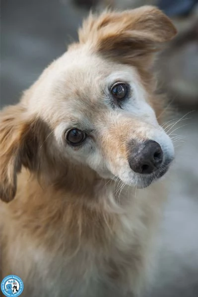 Tessy e Tom: cuore a quattro zampe (anzi, otto) | Foto 0