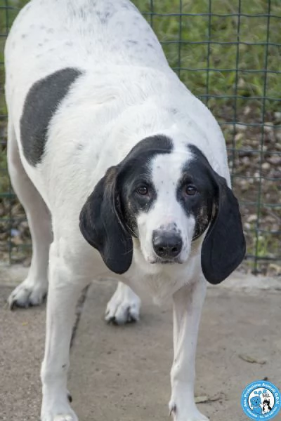 Belle, splendida cagnolona in attesa di una famiglia | Foto 3