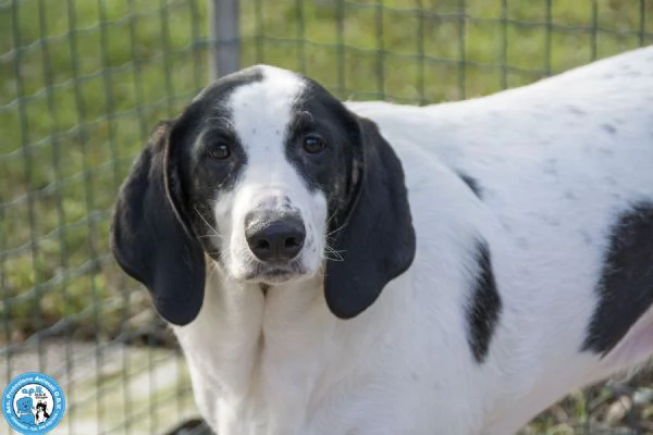 Belle, splendida cagnolona in attesa di una famiglia | Foto 2