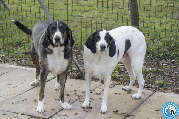 Belle, splendida cagnolona in attesa di una famiglia | Foto 1