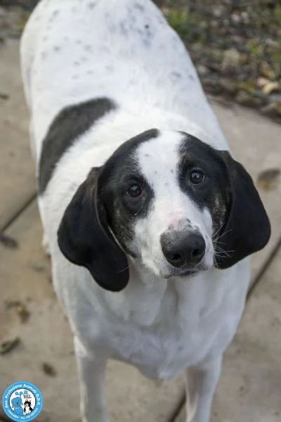 Belle, splendida cagnolona in attesa di una famiglia