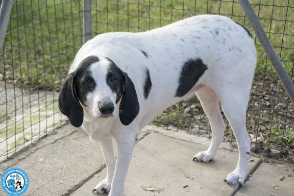 Belle, splendida cagnolona in attesa di una famiglia | Foto 0