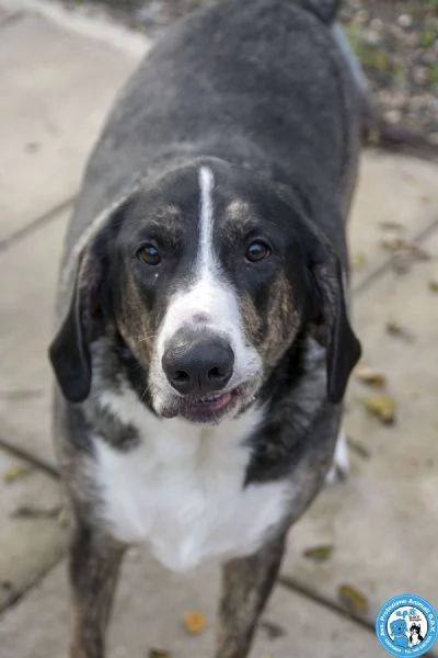 Blaky, il gigante buono in cerca di un nuovo inizio | Foto 4