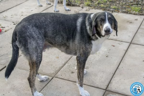 Blaky, il gigante buono in cerca di un nuovo inizio | Foto 2