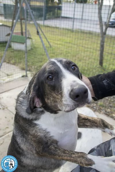 Blaky, il gigante buono in cerca di un nuovo inizio | Foto 1
