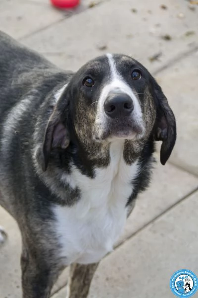 Blaky, il gigante buono in cerca di un nuovo inizio