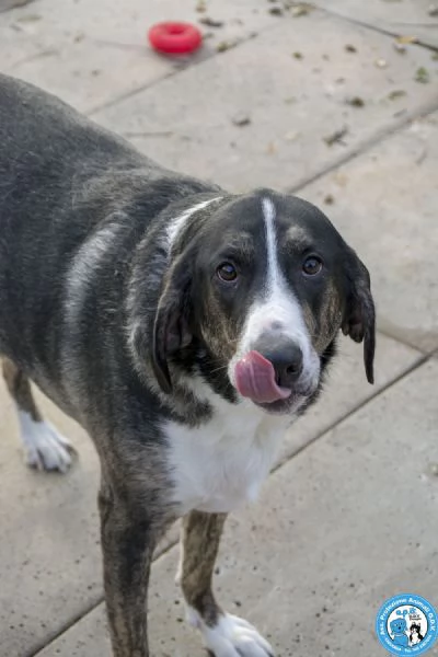 Blaky, il gigante buono in cerca di un nuovo inizio | Foto 0