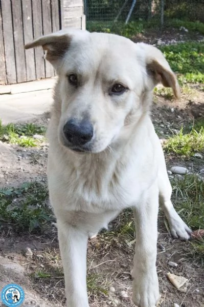 Paride, il cagnolino che profuma di campagna