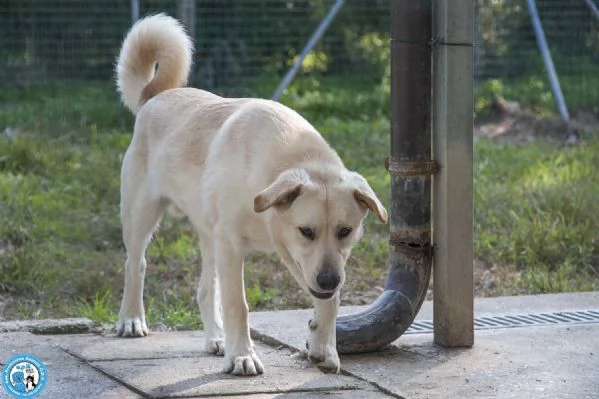 Paride, il cagnolino che profuma di campagna | Foto 2