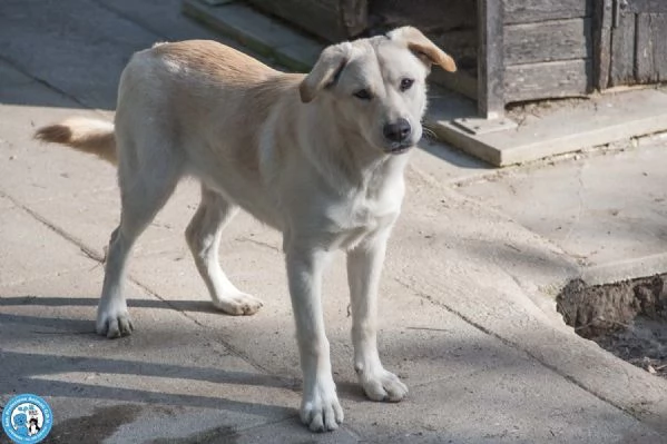 Paride, il cagnolino che profuma di campagna | Foto 1