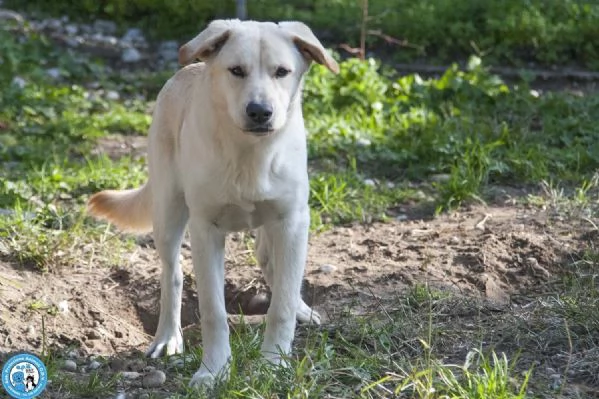 Paride, il cagnolino che profuma di campagna | Foto 0
