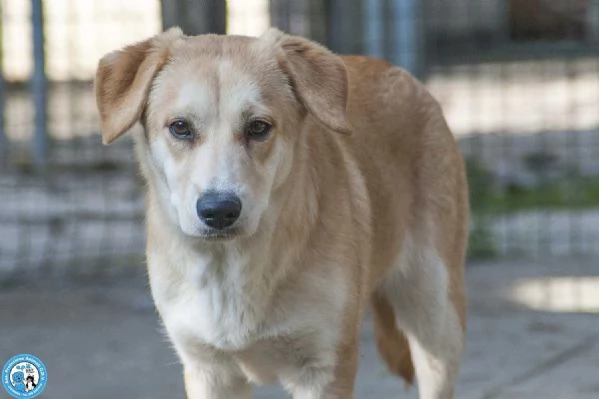 Pimpa, la timidezza che chiede tempo..