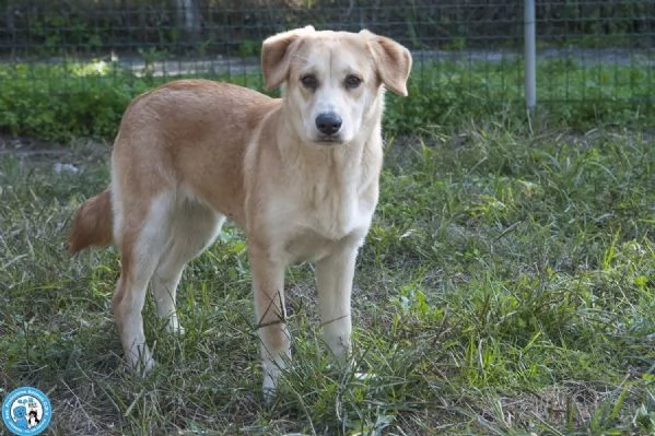 Pimpa, la timidezza che chiede tempo.. | Foto 1