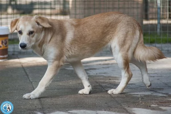 Pimpa, la timidezza che chiede tempo.. | Foto 0