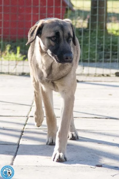 Se ami i cani sensibili, Plinio ti sta aspettando | Foto 3