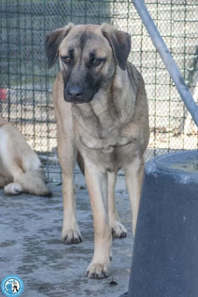 Se ami i cani sensibili, Plinio ti sta aspettando | Foto 2