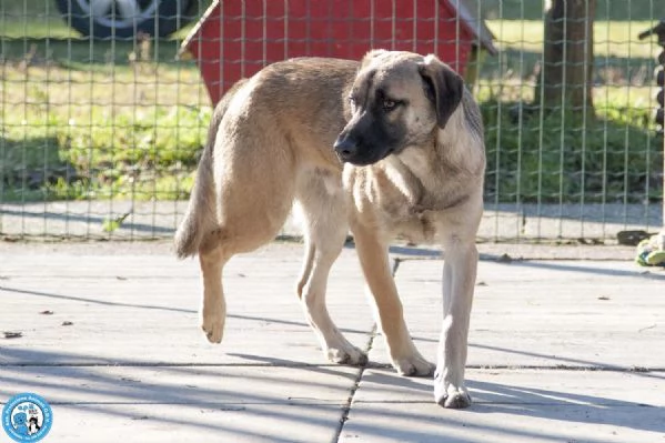 Se ami i cani sensibili, Plinio ti sta aspettando | Foto 1