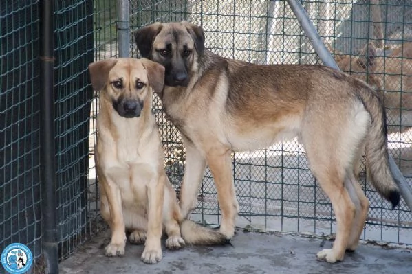 Se ami i cani sensibili, Plinio ti sta aspettando | Foto 0