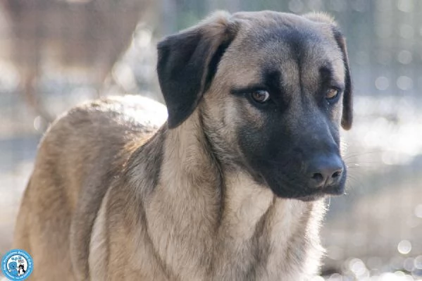 Se ami i cani sensibili, Plinio ti sta aspettando