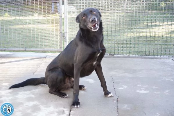 Pako: energia, carattere e tanta voglia di ricominciare | Foto 3