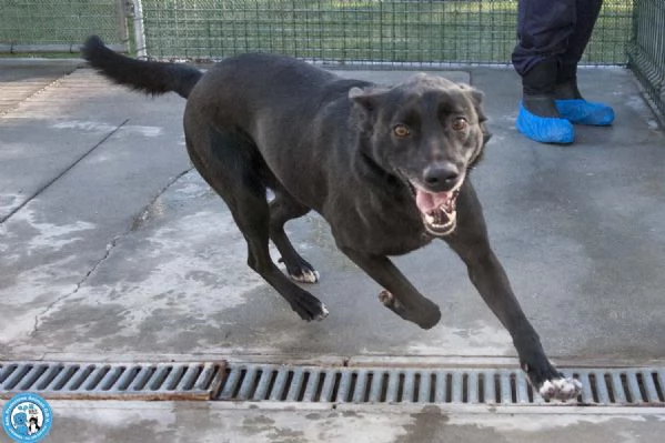 Pako: energia, carattere e tanta voglia di ricominciare | Foto 2