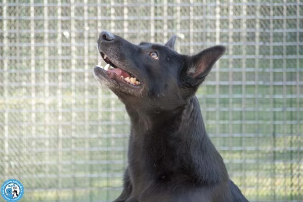 Pako: energia, carattere e tanta voglia di ricominciare | Foto 1