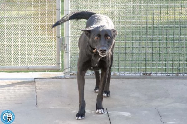 Pako: energia, carattere e tanta voglia di ricominciare | Foto 0